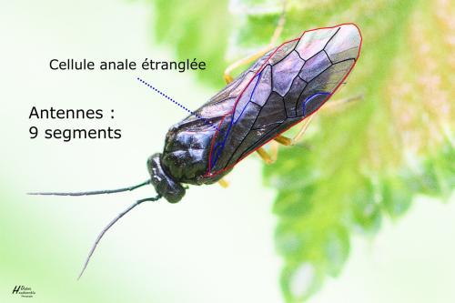 Réf. 295 687 : Priophorus rufipes